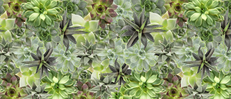 Many different succulents as background, top viewの写真素材