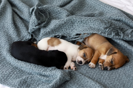 Cute puppies sleeping on bedの写真素材
