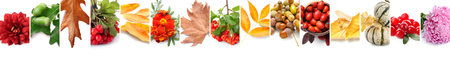 Beautiful autumn composition on white background. banner fro designの写真素材
