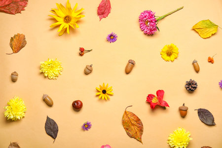 Composition with natural forest decor and flowers on color background