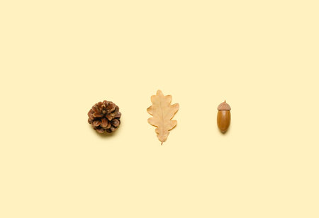 Pine cone, oak leaf and acorn on color backgroundの写真素材