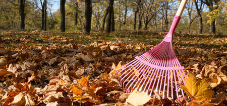 Raking of autumn leaves in the parkの写真素材
