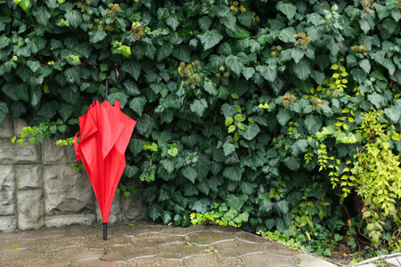 Bright umbrella near green bush outdoorsの写真素材