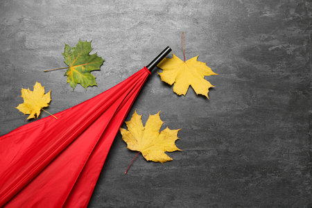 Stylish bright umbrella and autumn leaves on black background, closeup