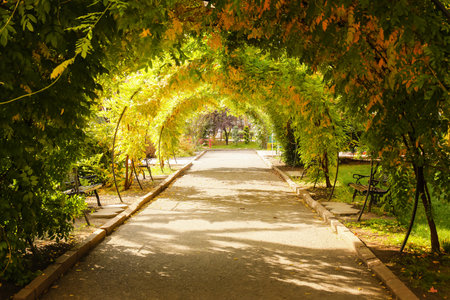Benches under arch made of climbing plant in autumn park on sunny dayの写真素材