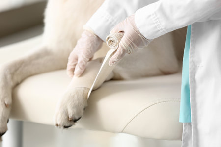 Female veterinarian bandaging dog's paw in clinic, closeupの写真素材