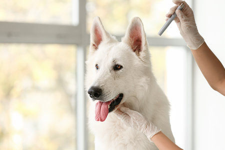 Female veterinarian examining dog's ear in clinic, closeupの写真素材