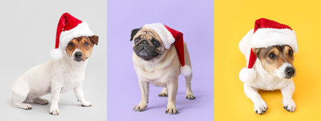Cute funny dogs in Santa hats on colorful background