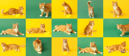 Collage with cute red cat on colorful backgroundの写真素材