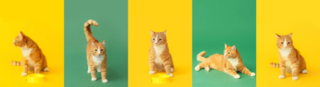 Collage with cute red cat on colorful backgroundの写真素材