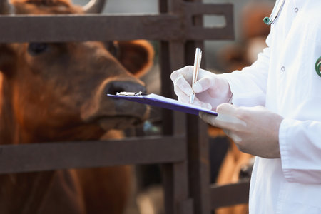 Veterinarian examining cow in paddock on farmの写真素材