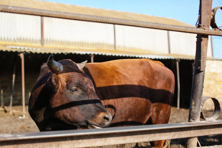 Adult cow in paddock on farmの写真素材