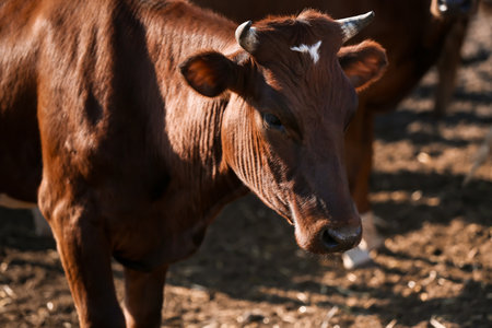 Cute cow in paddock on farmの写真素材