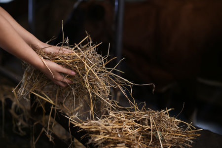 Young farmer with hay working in cowshedの写真素材