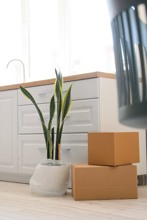 Cardboard boxes and houseplant in kitchen on moving dayの写真素材