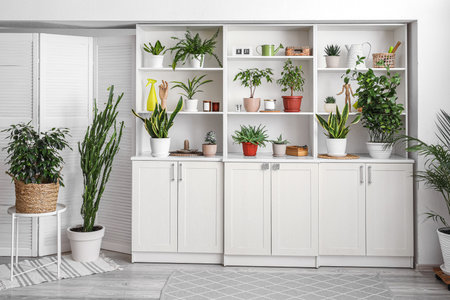 Big shelving unit with different houseplants near light wallの写真素材