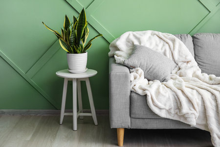 Table with houseplant and gray sofa near green wallの写真素材