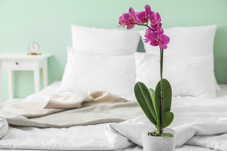 beautiful orchid flower near bedの写真素材