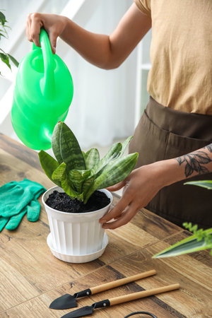 Woman watering potted houseplant at homeの写真素材