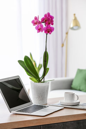 Modern laptop, beautiful orchid flower and cup of coffee on table in light roomの写真素材