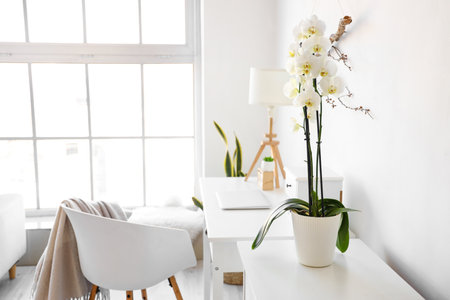 Beautiful orchid flower on chest of drawers near white wall in light roomの写真素材