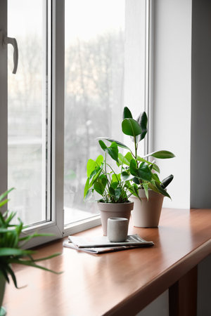 Green houseplants, candles and magazines on window sillの写真素材