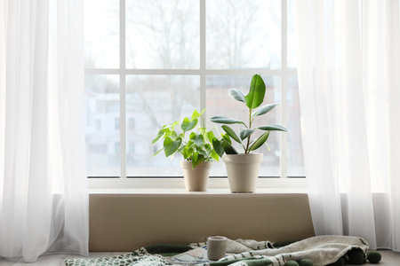 Green houseplants on window sillの写真素材