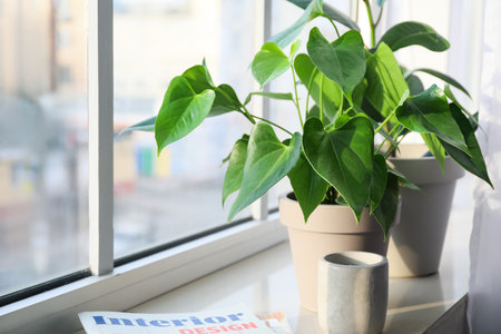 Green houseplants, candle and magazine on window sillの写真素材