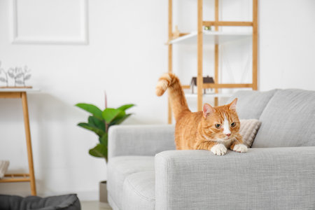 Cute red cat on gray sofa in living roomの写真素材