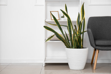 Comfortable armchair and houseplant near white wallの写真素材