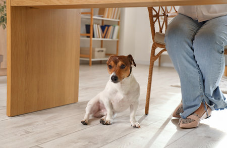 Jack Russel Terrier and young woman sitting in chair at homeの写真素材
