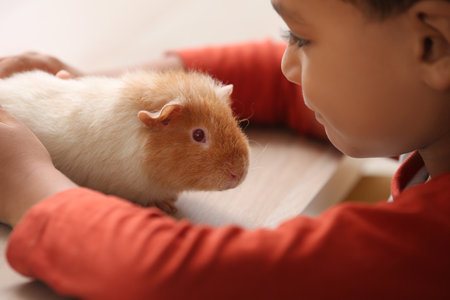 Little African-American boy with cute guinea pig at home, closeupの写真素材