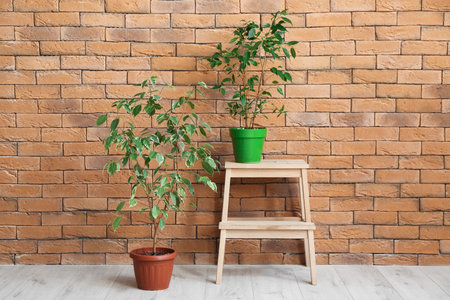 Stepladder with houseplants near brick wallの写真素材
