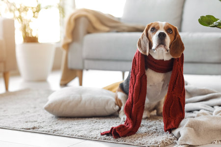 Cute Beagle dog with warm scarf at home on autumn dayの写真素材
