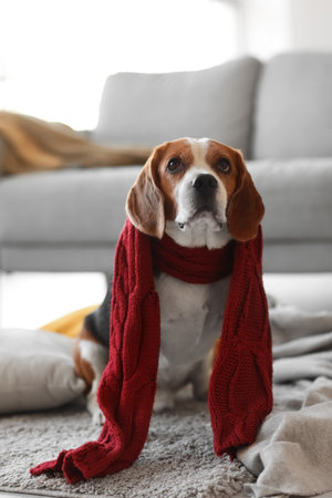 Cute Beagle dog with warm scarf at home on autumn dayの写真素材