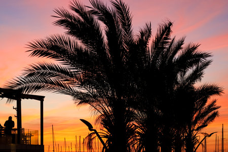 Silhouette of palms at sunset sky backgroundの写真素材