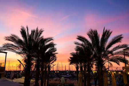 Silhouettes of palms and city lights at sunsetの写真素材