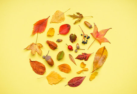 Round made of natural forest decor on yellow background
