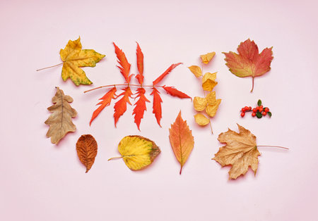 Composition with beautiful autumn leaves on pink background