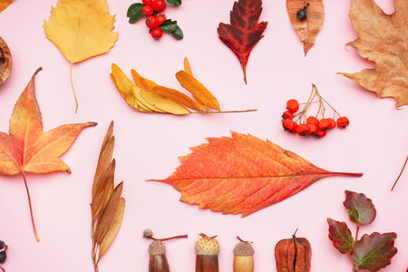 Composition with natural forest decor on pink background