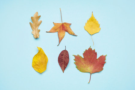 Different autumn leaves on blue backgroundの写真素材