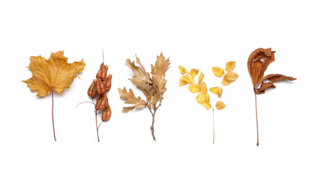 Different autumn leaves isolated on white background