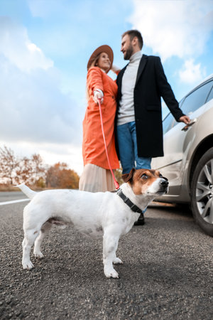 Lovely couple with Jack Russel terrier near carの写真素材