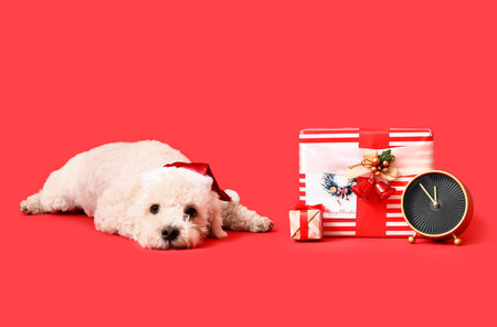 Cute dog in Santa hat, with Christmas gifts and alarm clock on color background