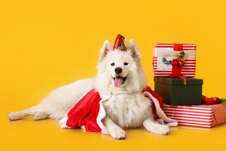 Cute Samoyed dog in Santa costume and with Christmas gifts on color backgroundの写真素材
