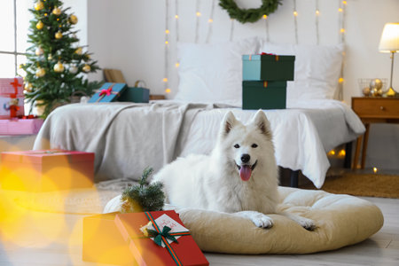 Cute Samoyed dog with pet bed and Christmas gifts at homeの写真素材