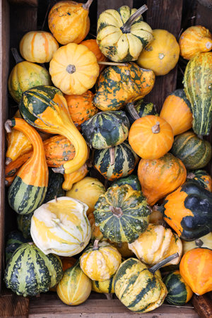 Fresh pumpkins on wooden stand, top view