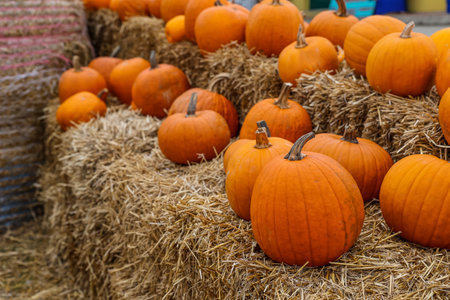 Orange pumpkins on haystacks at farmの写真素材