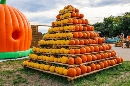 Stand with fresh pumpkins at farmの写真素材
