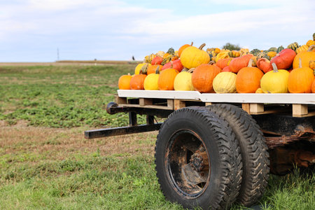 Truck with fresh pumpkins at farmの写真素材
